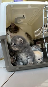 93K views · 1.8K reactions | cute kitten sounds #kitten #cat | Republic Of Cat | Facebook