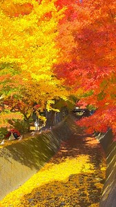 5.3K views · 94 reactions | Autumnal Scenery of Japan! Do you know this incredible foliage spot?  thanks @1min.traveller for the amazing content and travel inspiration!  Momiji Corridor, Lake Kawaguchi #momijicorridor #momiji #foliage #autumn #japan #kawaguchiko #lakekawaguchi | Tsunagu Japan | Facebook