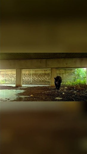 Wildlife Crossings Are Changing Florida Forever