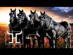 Watch This 4-Abreast Percheron Hitch WORK | Draft Horses for Sale