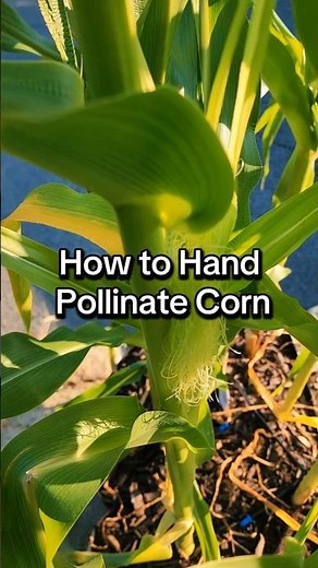 How to Hand Pollinate Corn #gardening #gardeningtips #corn #growyourownfood
