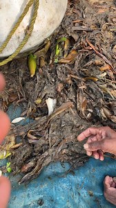 4M views · 10K reactions | polie fish | Daily Fishing Life | Facebook