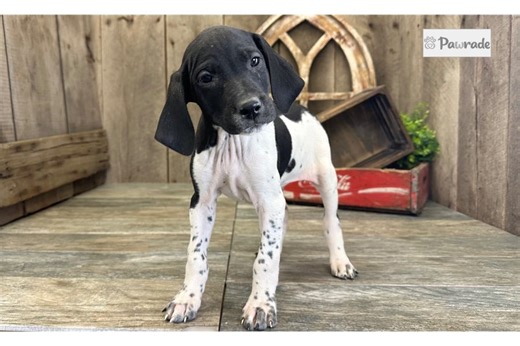 Presley - English Pointer Puppy B3BF2B