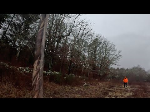 Massachusetts Pheasant "hunt"