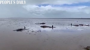 12 cetaceans were found stranded on a shore of Taizhou, east China's Zhejiang Province on Tuesday. Three lost vital signs by Tuesday afternoon and the other 9 have been transferred for temporary treatment at a local aquatic farm. | People's Daily, China