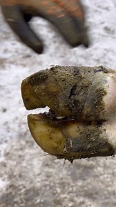 1.5M views · 1.9K reactions | Previously Blown Out Abscess im HOOF | Steve Wunderlich Hoof Care | Facebook