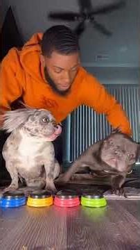 all ace want to do is lay down! #bulldog #helpmemakethismakesense #frenchbulldog