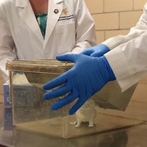 Video: An Unpredictable Chronic Mild Stress Protocol for Instigating Depressive Symptoms, Behavioral Changes and Negative Health Outcomes in Rodents