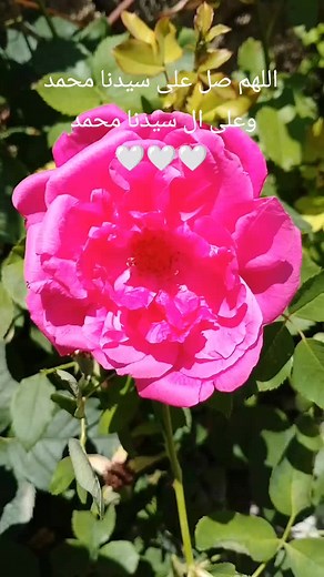 الحمدلله على كل حال اللهم صل على سيدنا محمد وعلى ال سيدنا محمد حسبنا الله ونعم الوكيل لاحول ولا قوة الا بالله العلي العظيم لاالة إلا أنت سبحانك إني كنت من الظالمين 🤍🤍🥹🥹🤲🤲☝️☝️🕊️🕊️🥀🥀