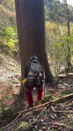 Perfect Tree Felling Technique #shorts #chainsaw #treecutting