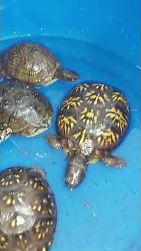 Despiertan hibernacion tortuga terrapene carolina