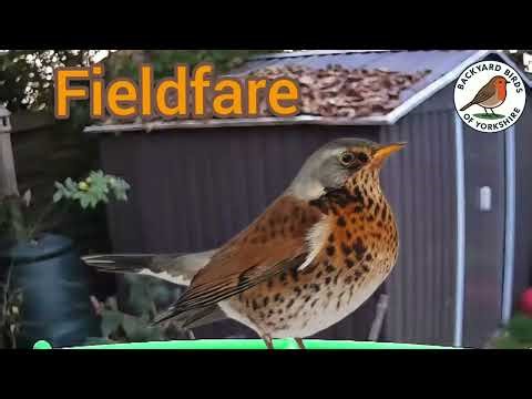 Fieldfare Singing Calming Bird Sounds for Relaxation, Bird Lovers & Cats
