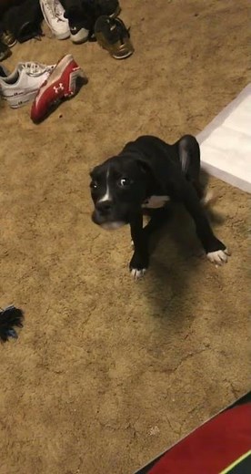Dog makes funny barking sound while yawning in West Memphis, USA