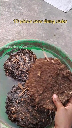 How to make cow dung compost at home🏠 #cow dung manure #trendingshorts #kitchengarden#fertilizer