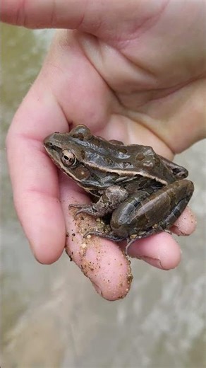 Southern Leopard Frog (Lithobates sphenocephalus)