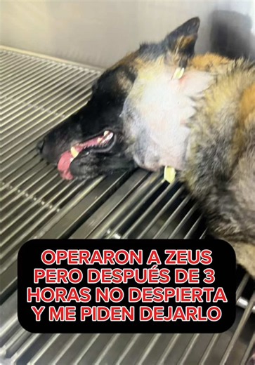 Operaron a Zeus pero después de 3 horas no despierta y me piden dejarlo hospitalizado #perros #educacioncanina #entrenamientocanino #pastorbelgamalinois
