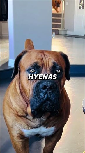 The Boerboel — South Africa’s Ultimate Guard Dog #shorts #dog #doglover