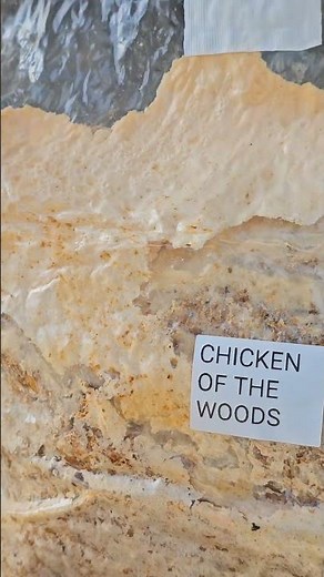 log inoculation tools, kits, and teaching aides are now for sale on Mossy Creek Mushrooms website!