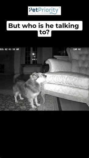 Dog Refused To Leave Empty Chair #emotional #petfacts