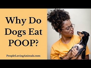 Why Do Dogs Eat Poop? | How to Stop Poop Eating in Dogs | Why Do Dogs Eat Their Own Poop?
