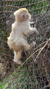 A Day in the Life of Japan’s Cutest Monkeys #MonkeyJapan #JapanMonkey #CuteMonkeys #SnowMonkeys #JapaneseMacaque #MonkeyLife #MonkeyLovers #WildlifeJapan #NatureJapan #AdorableMonkeys #MonkeyMoments #MonkeyPhotography #JapanNature #MonkeyWorld #ExploreJapan | Monkey USA