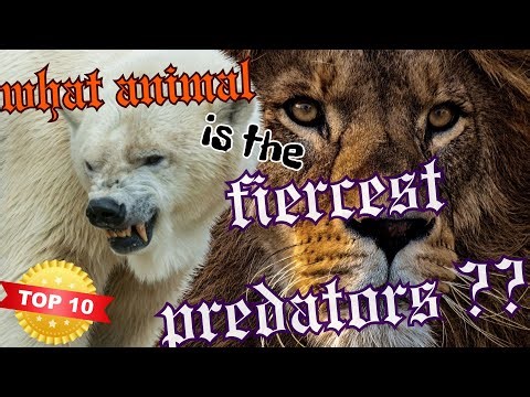 [Top 10 apex predators] What is the most ferocious predatory animal?