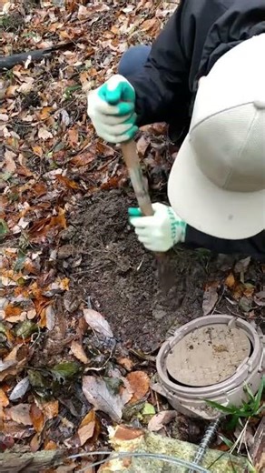 Bẫy heo rừng ( a foot snare trap for wild animals )