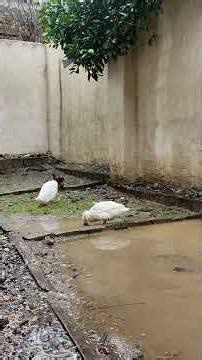 A Rainy Day in the Countryside | Nature's Calm & Beauty 🌧