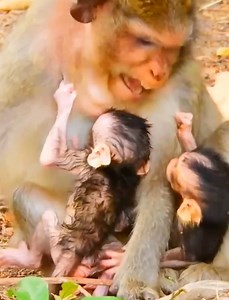 AniBad mother look biased bad mood one of baby she hate #beautiful #monkeydluffy #monkeycute #babymonkey #monkeyface #lovely #monkey #cute #animals #animalsbaby #poormonkey #monkeycry #funny #funnyvideo #cuteanimals #funnyanimals #funnymonkey | Monkey Anna