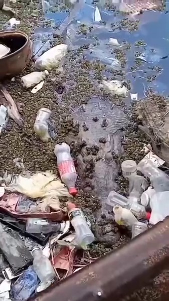 ‼Crocodile in Belama‼ Residents are calling on the relevant authorities to remove the crocodile. | Breaking Belize News