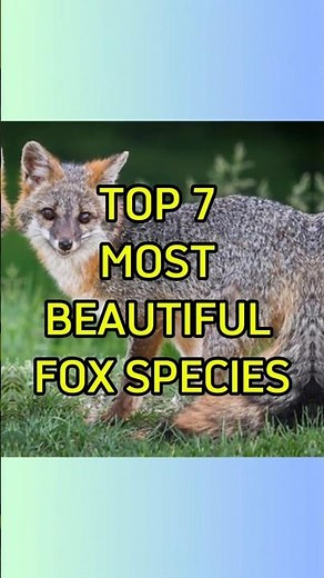 The 7 Most GORGEOUS Foxes on Earth – Which One’s Your Favorite?