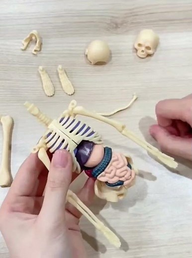 Human organ toy, realistic medical assembly torso structure internal organs educational toy
