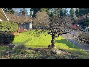 Before and After pruning - Japanese laceleaf maple ‘Ornatum’ in Bellevue WA