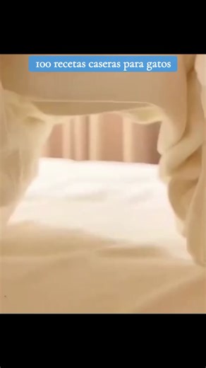 100 recetas caseras para gatos que tu peludo amará