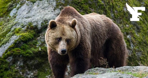Allemagne: une ourse destinée à être euthanasiée finalement accueillie dans un parc animalier