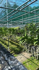 Hôm trước anh chị nào hỏi em ngọc điểm hồng gấm hoa thơm có nụ chưa thì hôm này có rồi nha !! #ngocdiemhonggam | Hoa Lan Bốn Mùa