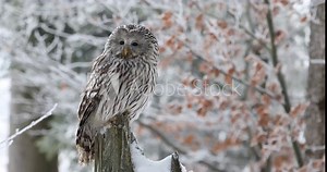 Owl in snowy forest. Ural owl, Strix uralensis, perched on rotten stump in beech forest. Beautiful grey owl in natural habitat. Wild bird of prey in winter nature. Frosty morning. Wildlife.