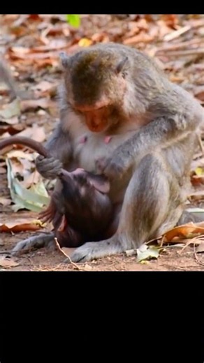 Natural Moments, mommy monkey #monkey #wildlifeentertainment #babymonkey #animallife #animals #cute