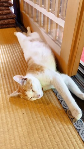 日本の夏絶景スポットガイド