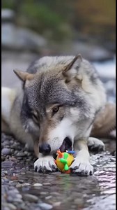 Nature's Surprise: Wolf Finds Toy A wolf's playful moment with a toy. Generated using Kling AI . . . (For entertainment purposes only. Consult professionals if guidance on activities is presented. No brand affiliation is implied if any are shown. If inspired by true events, creative adaptations may be included. Content may include public footage.) | Fabiosa Hearty