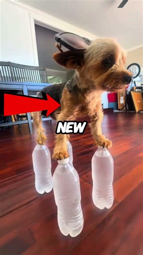 Cat Outsmarts Dog in Genius Sofa Trap 😼