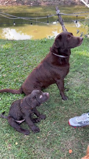 Double Training Adult & Puppy Labrador | Zoeta Dogsoul