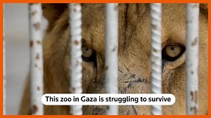 Short of animals, Gaza Zoo fights to survive