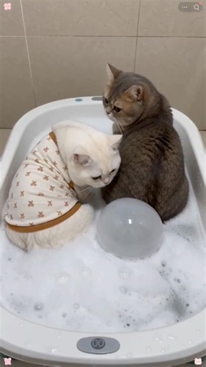 ¡Este video te alegrara el dia! 🤣🐱💨#humor #cats #cat #cute