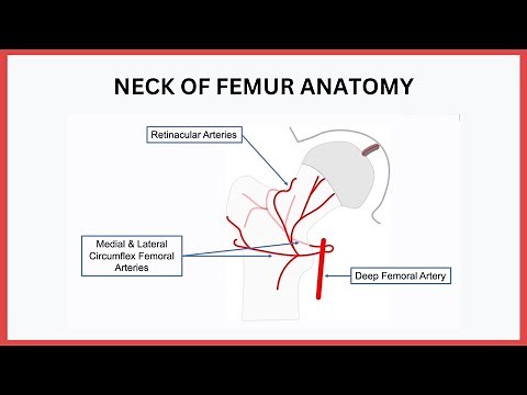 Neck of Femur Anatomy