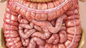 Anatomical illustration showcases the human digestive system, highlighting the stomach, intestines, and overall structure for educational purposes