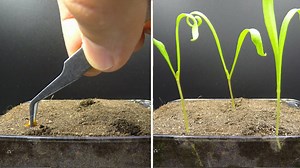Growing Spinach Time Lapse