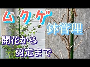 ムクゲ 鉢管理の開花から冬の剪定まで