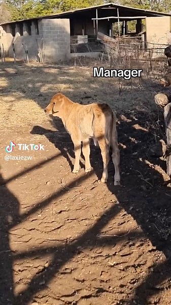 Young Farmer Faces Tough Challenges in Zimbabwe Farming