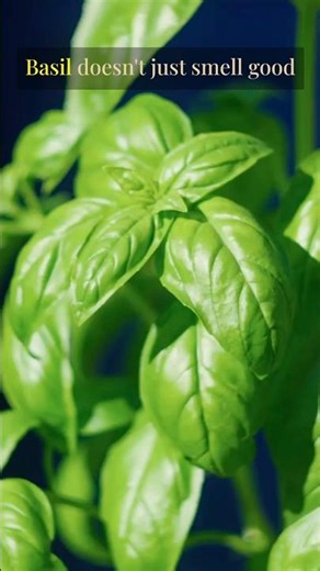 Basil 🌱 #basil #herbs #plants #facts #shorts